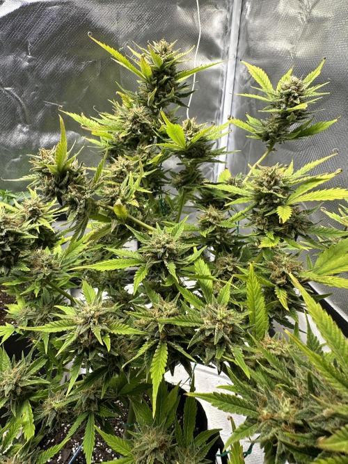 Am I Dreaming?. Week 11