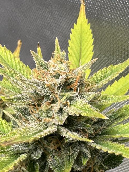 Am I Dreaming?. Week 11