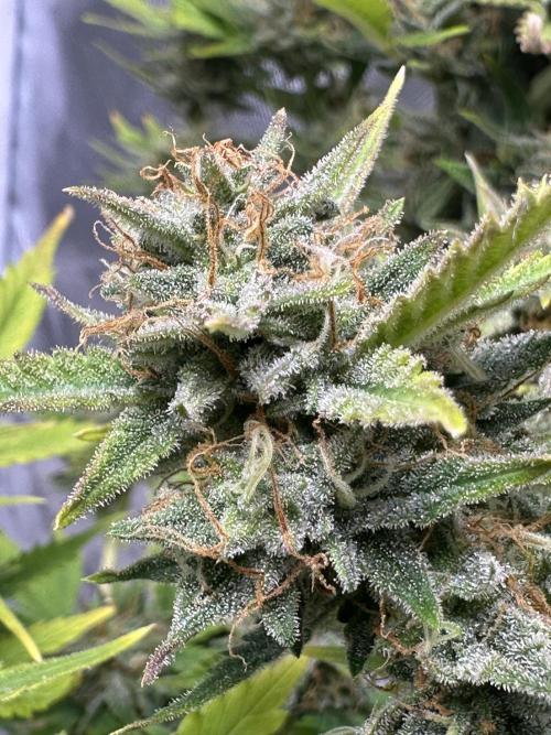 Am I Dreaming?. Week 11