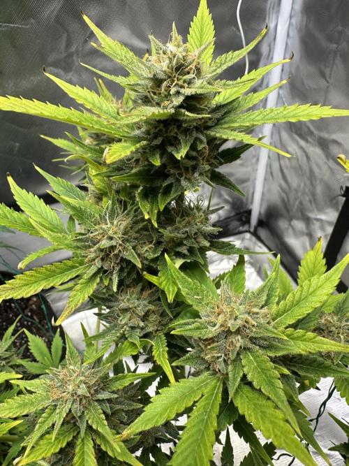 Am I Dreaming?. Week 11