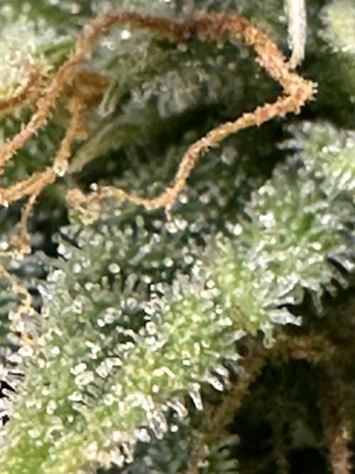 Am I Dreaming?. Week 11