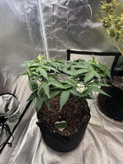 Permanent Marker. Week 8