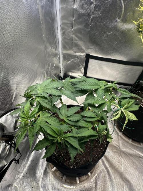 Permanent Marker. Week 8