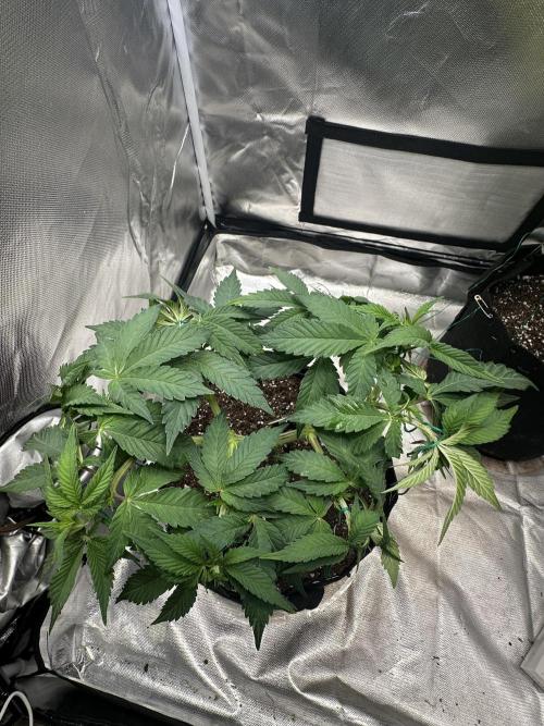 Permanent Marker. Week 8