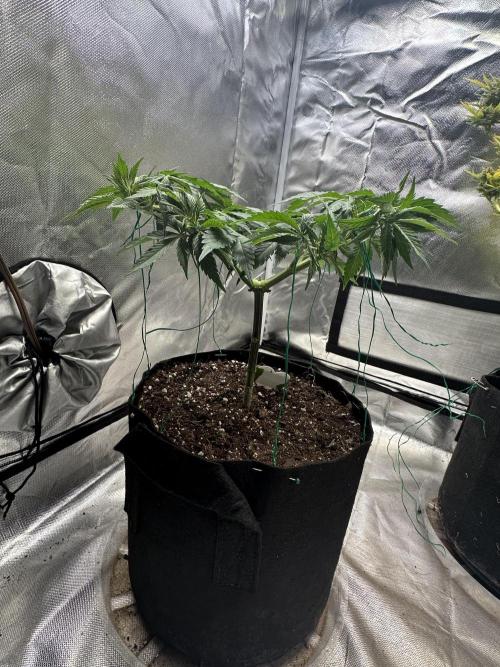 Permanent Marker. Week 8