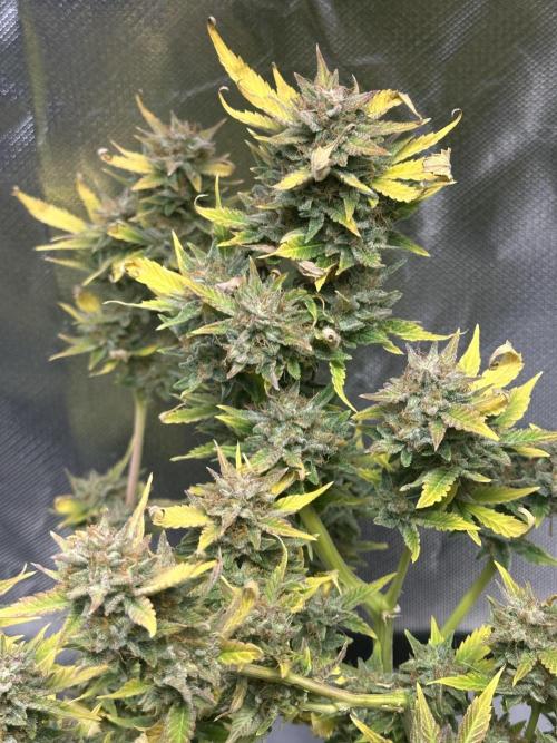 Am I Dreaming?. Week 12