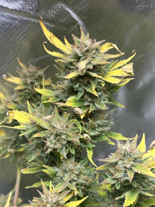 Am I Dreaming?. Week 12