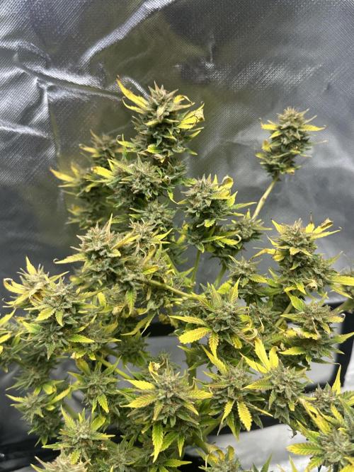 Am I Dreaming?. Week 12