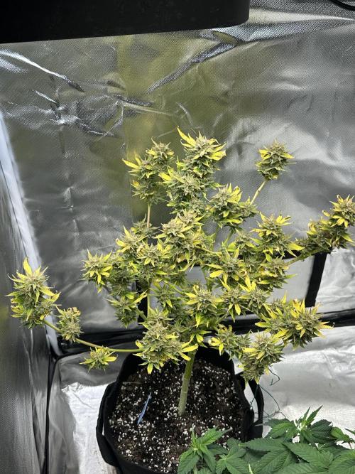 Am I Dreaming?. Week 12