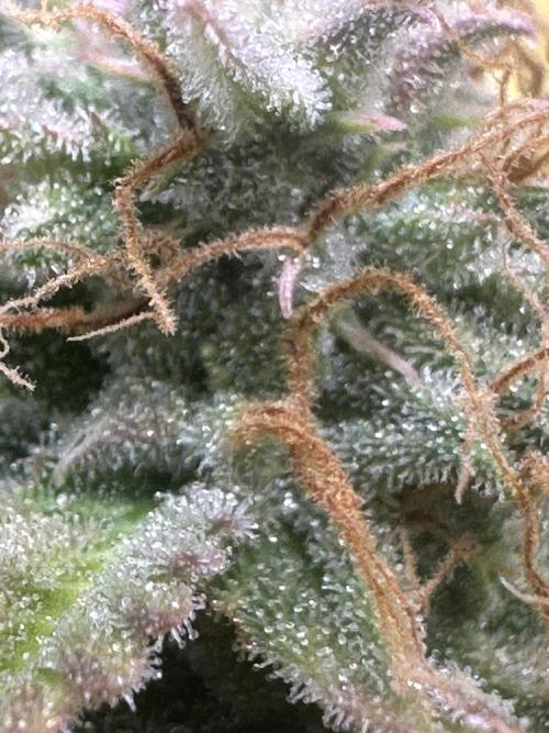 Am I Dreaming?. Week 12