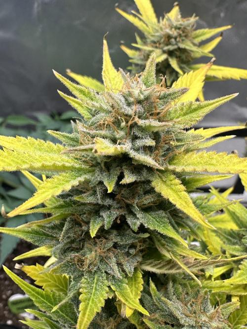 Am I Dreaming?. Week 12