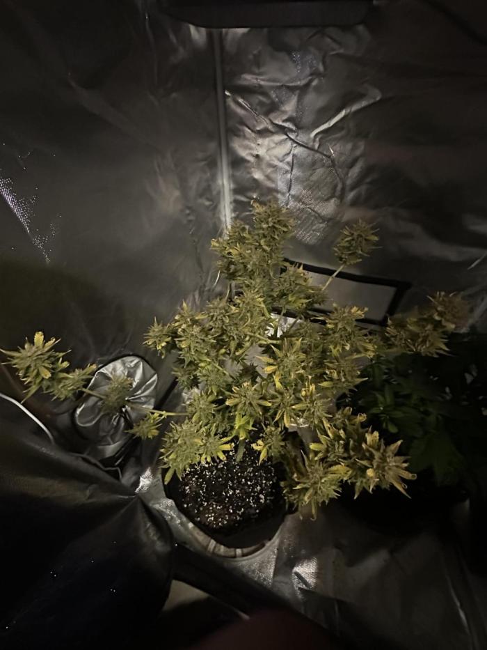 Am I Dreaming?. Week 13