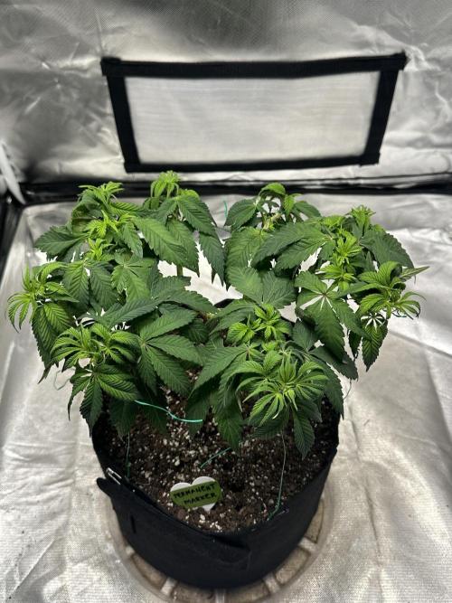 Permanent Marker. Week 9