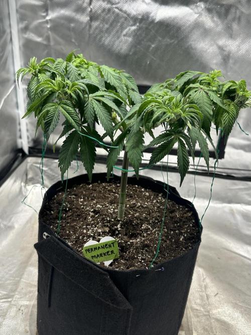 Permanent Marker. Week 9