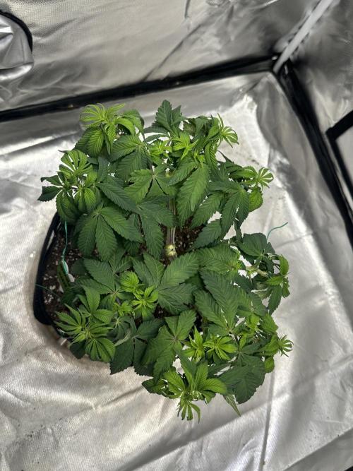 Permanent Marker. Week 9