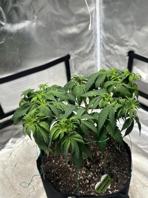 Permanent Marker. Week 9