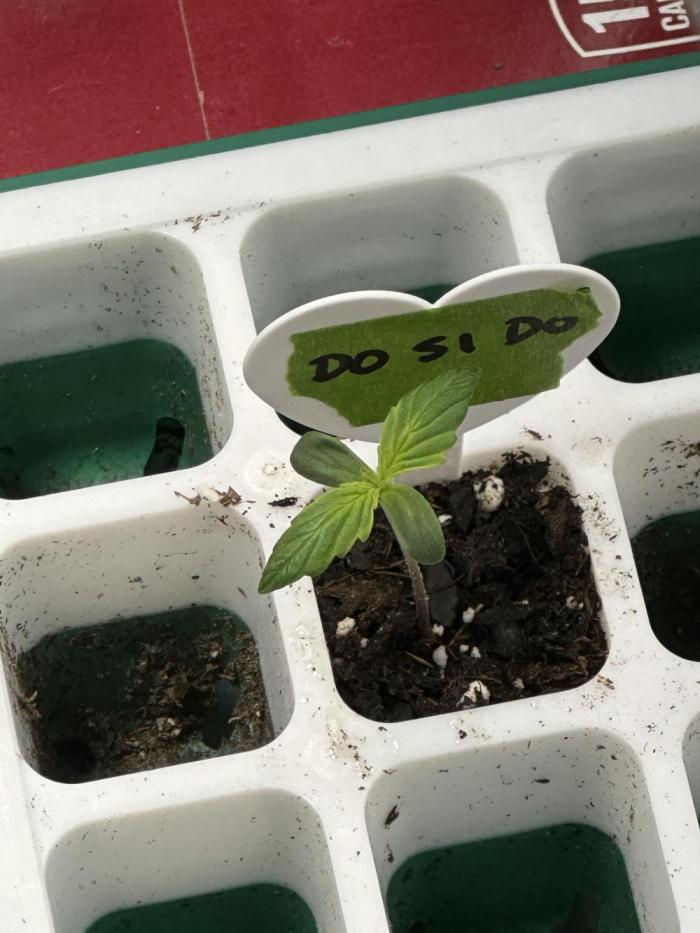 Old grow, new entry. Week 0