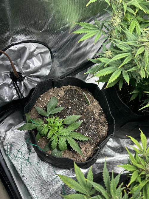 Old grow, new entry. Week 2