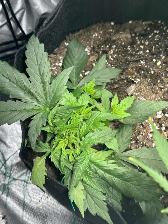 Old grow, new entry. Week 3