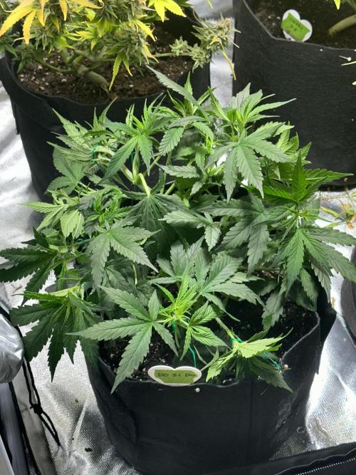 Old grow, new entry. Week 4