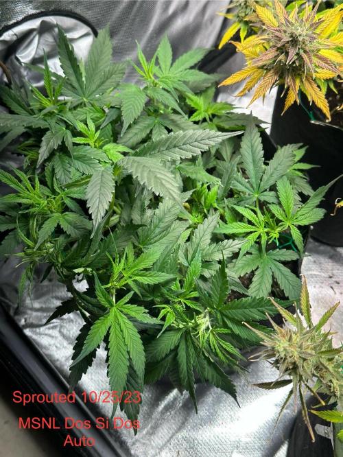 Old grow, new entry. Week 4