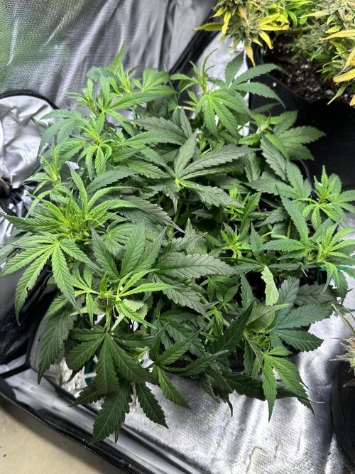 Old grow, new entry. Week 4