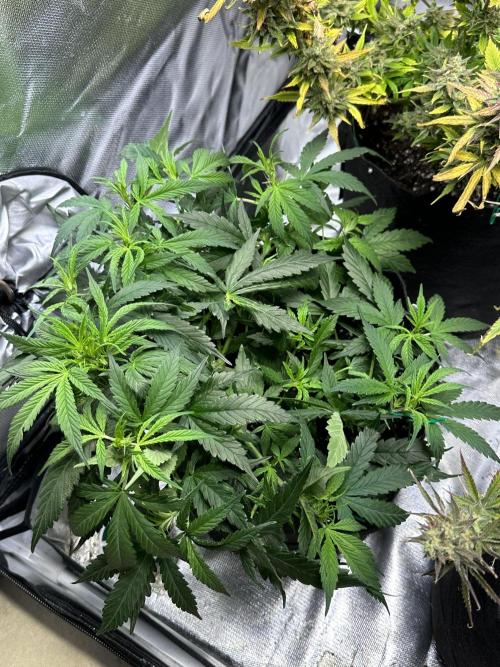 Old grow, new entry. Week 5