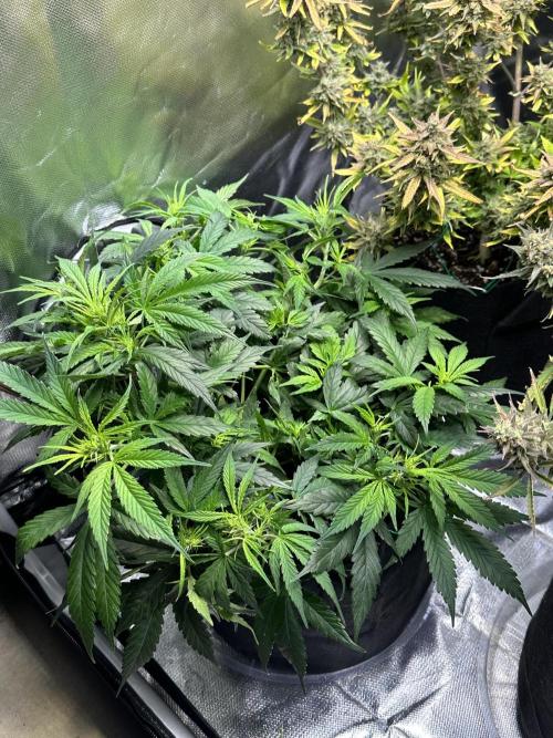 Old grow, new entry. Week 5