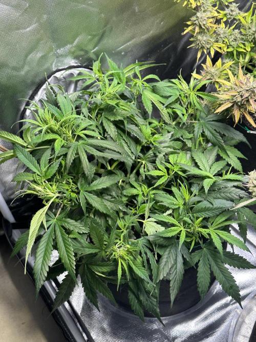 Old grow, new entry. Week 6