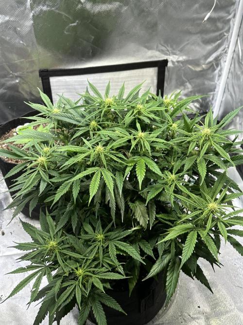 Old grow, new entry. Week 7