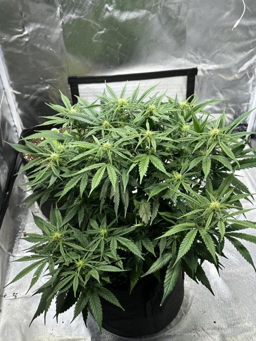 Old grow, new entry. Week 8