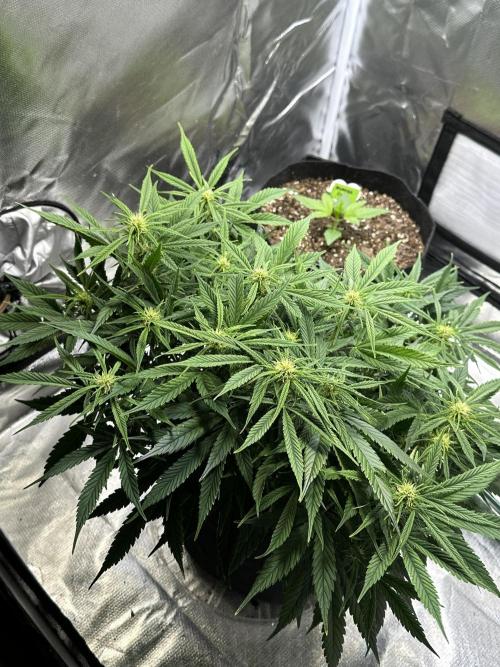 Old grow, new entry. Week 8