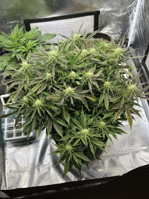 Old grow, new entry. Week 9