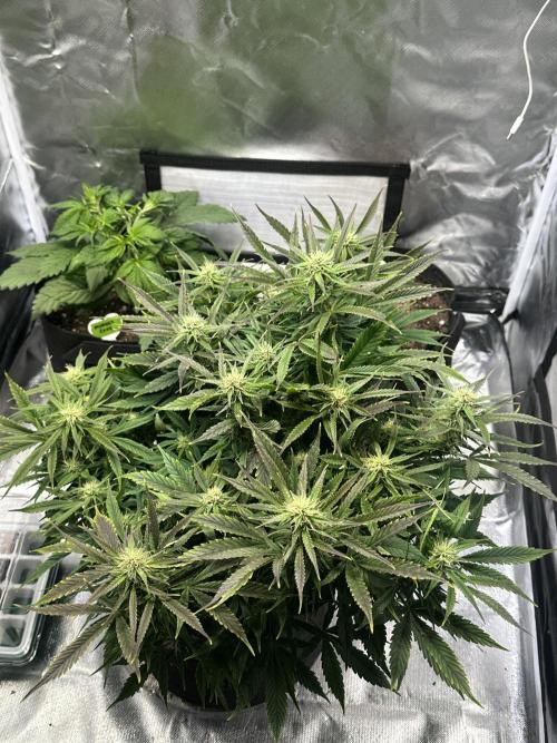 Old grow, new entry. Week 9