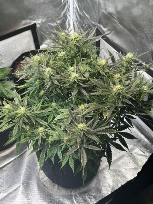 Old grow, new entry. Week 9