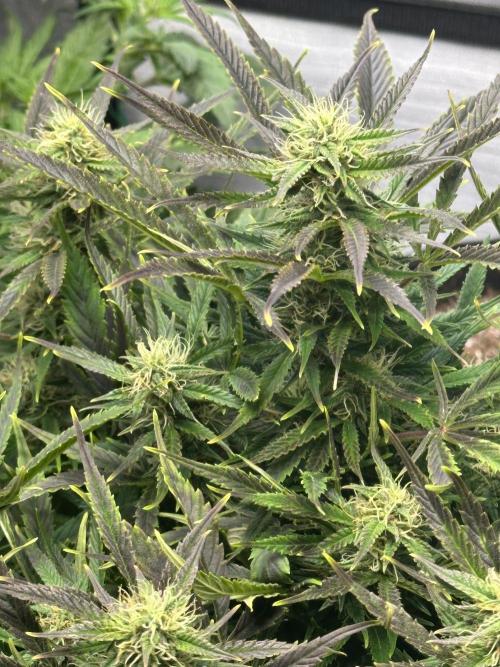 Old grow, new entry. Week 9