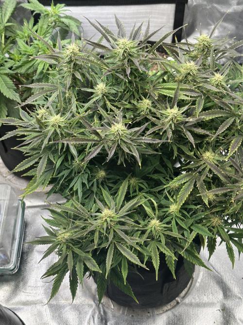 Old grow, new entry. Week 9