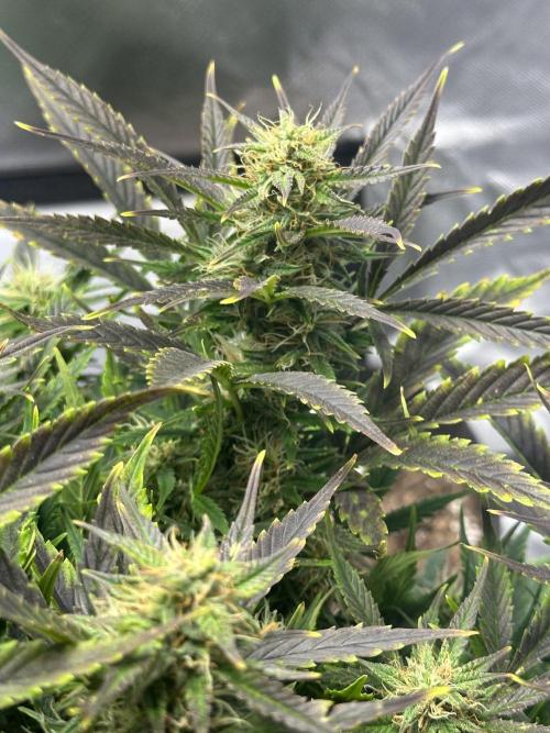 Old grow, new entry. Week 9