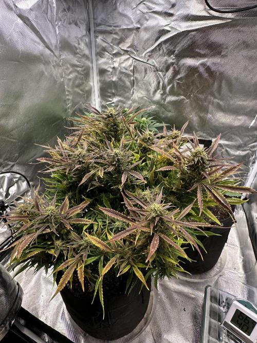 Old grow, new entry. Week 10