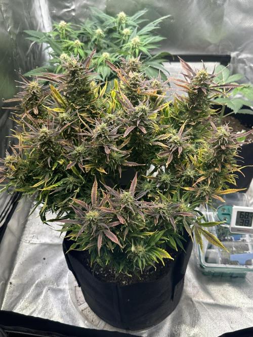 Old grow, new entry. Week 10