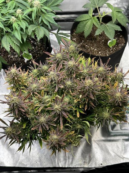 Old grow, new entry. Week 10