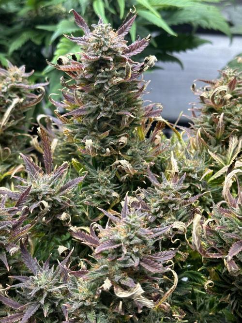 Old grow, new entry. Week 11