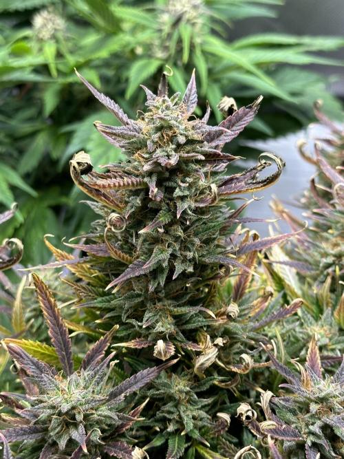 Old grow, new entry. Week 11