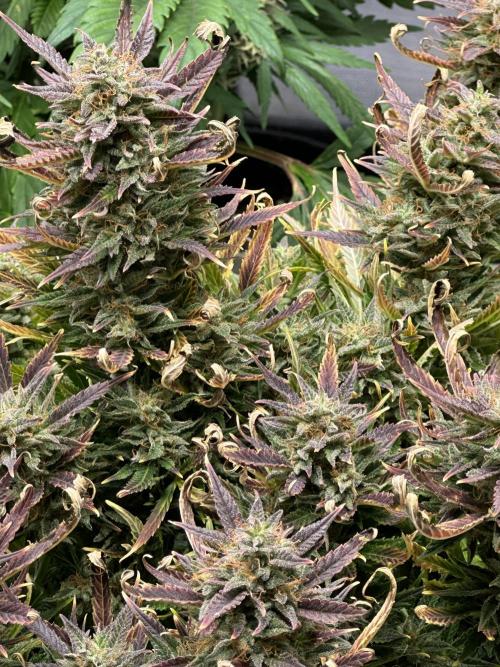 Old grow, new entry. Week 11