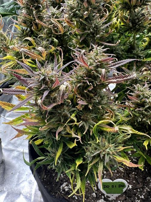 Old grow, new entry. Week 11