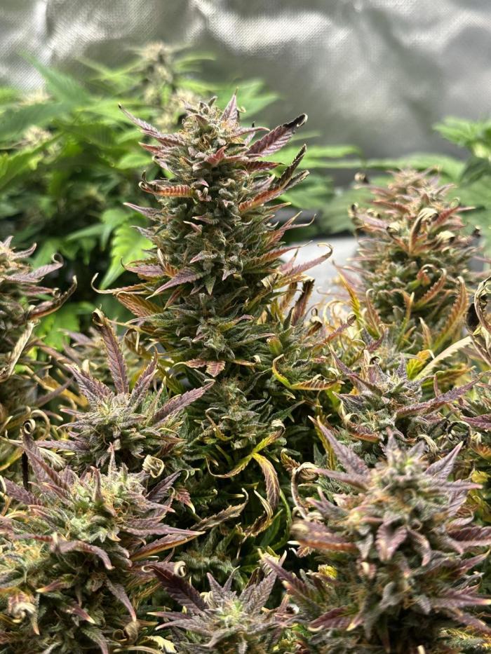 Old grow, new entry. Week 12