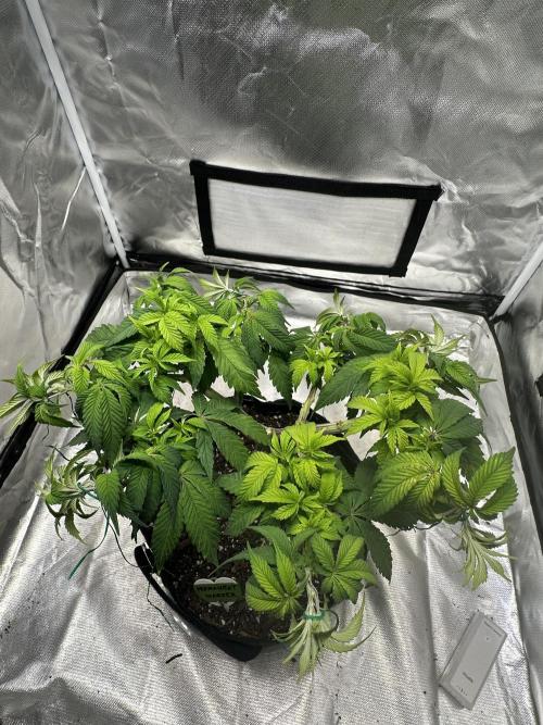 Permanent Marker. Week 10