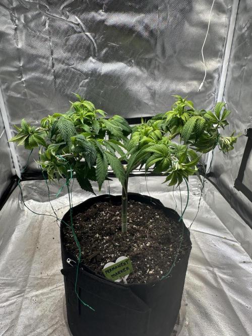 Permanent Marker. Week 10