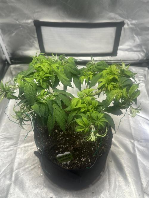 Permanent Marker. Week 10