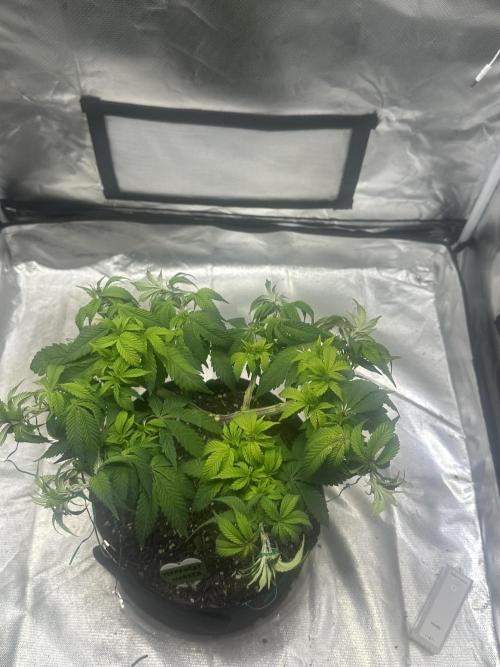 Permanent Marker. Week 10